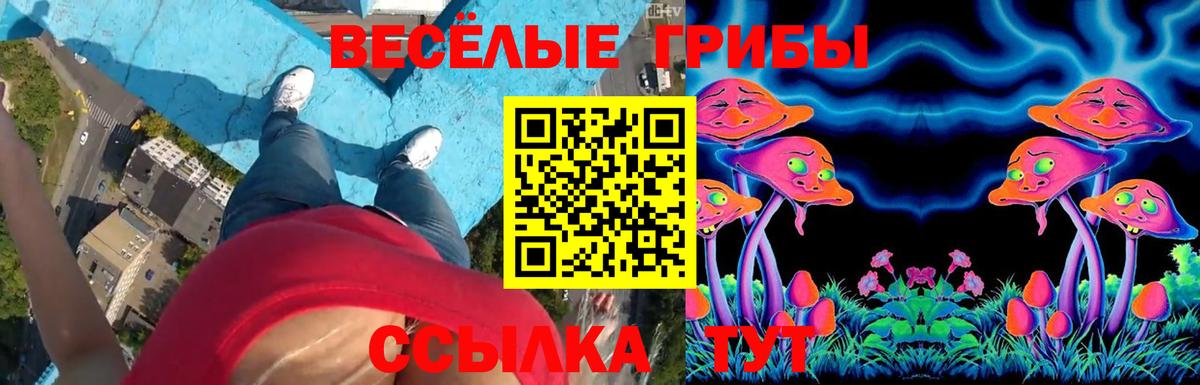 Галлюциногенные грибы Psilocybe Зима